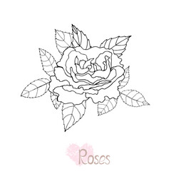 Beautiful black and white rose and leaves. Vector illustration.