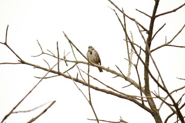 Pájaro en árbol (Bird in the tree)