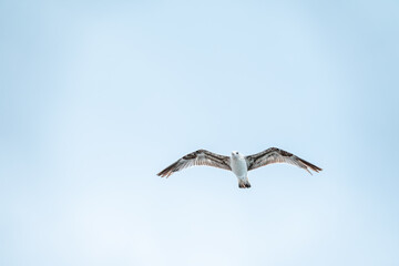 Sea gull in the clear blue sky. The European herring gull