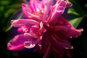 Delicate fading flowers lit by soft morning light.