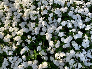 white flowers in the garden. beautiful flower and beautiful  sky at jim thompson farm.