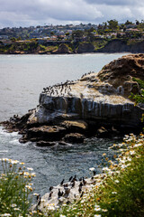 Fototapeta na wymiar Seals and birds at the La Jolla Cove
