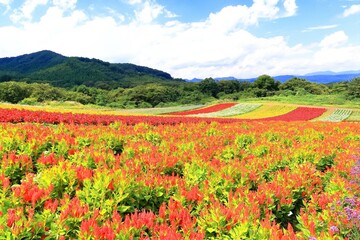 高原の花畑