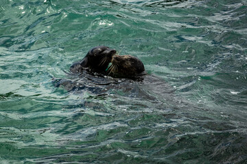 Fototapeta premium Seals at the La Jolla cove