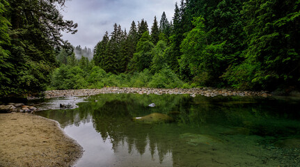 Pine trees reflecting in a lake in Lynn Canyon Park forest