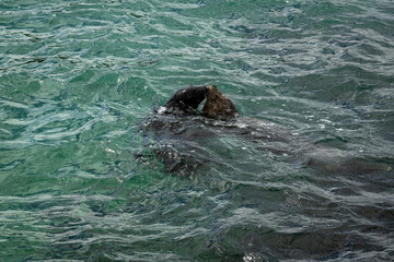 Fototapeta premium Seals at the La Jolla cove