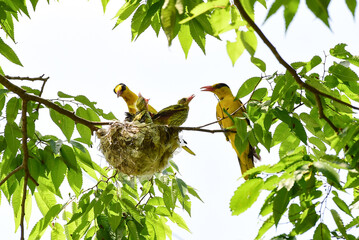 Nightingale is feeding its young bird.