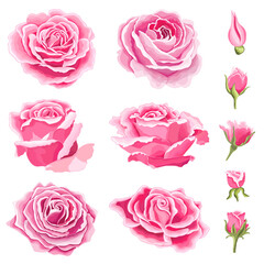 Flowers set. The rose elegant card. Vector illustration.