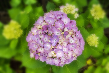  あじさい　hydrangea 