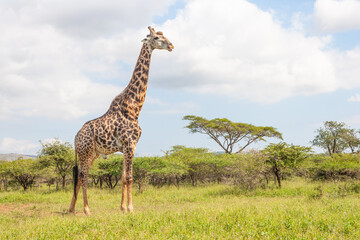 Mature Male Giraffe