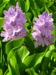 Vertical closeup shot of blooming common water hyacinths surrounded by leaves