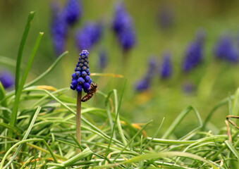 Blue sapphires on the lawn