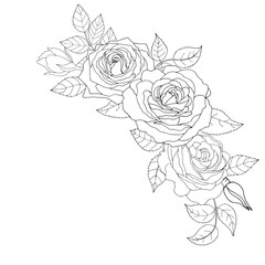 Beautiful black and white rose and leaves. Vector illustration.