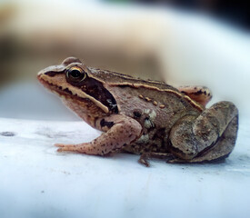 frog sitting on a bath