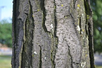 A Tree Stump Closeup View