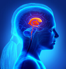 Obraz premium 3d rendering medical illustration of a girl Brain Ventricles anatomy
