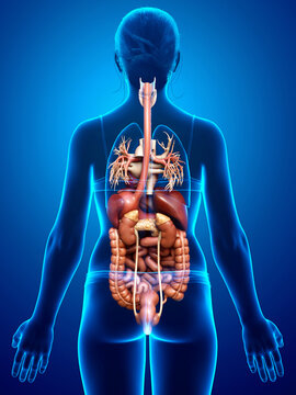 3d rendered medically accurate illustration of female Digestive System and heart