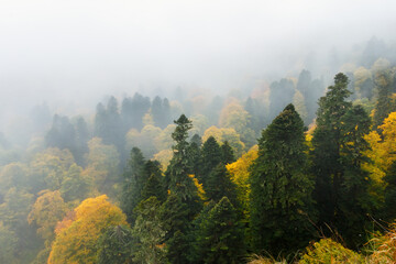 An aerial view of a mixed deciduous and coniferous autumn forest in dense fog