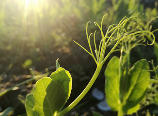 Peas in the farming industry. Outdoor. Flowering in the field. Legume growing under the sun's rays. Close up. European countryside. Plantation, cultivation.
