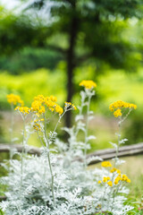 道端の綺麗な花