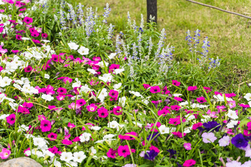 道端の綺麗な花