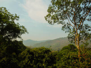 wilderness landscape from a height with dense vegetation and foliage. forest path, beautiful view of the hills and mountains
