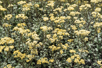 鮮やかな草花の背景