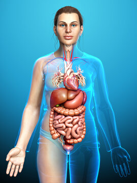 3d rendered medically accurate illustration of Female Digestive System  and heart