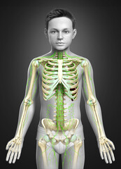 3d rendered medically accurate illustration of a young boy lymphatic system