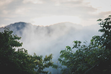 Fog in the valley and the green forest.