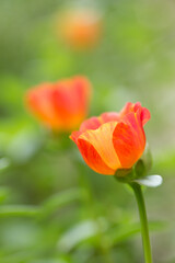 Common purslane flower