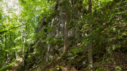 Waldatmosphäre an der Schwäbischen Alb