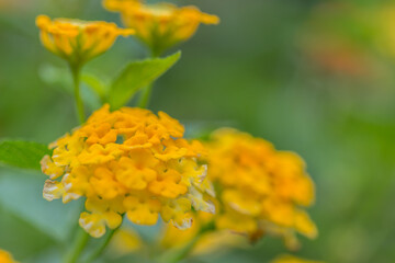 Beautiful Colorful Hedge Flower, Weeping Lantana, Lantana camara Linn