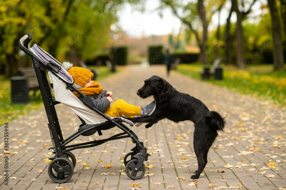 Wall mural A small good child in autumn clothes sits in a pram and plays with a beautiful black dog in the autumn park