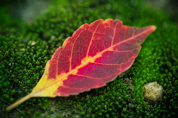 beautiful bright red leaves on green the moss with morning dew in the Autumn sun.