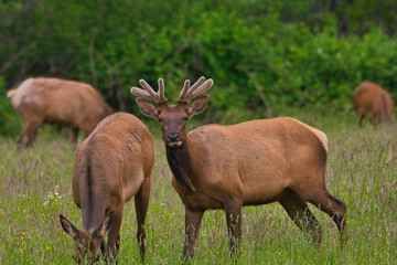 2020-06-29 A YOUNG MALE ROOSEVELT ELK WATCHING OVER A HERD IN THE SNOQUALMIE VALEY NEAR NORTHBEND WASHINGTON