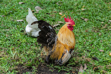 Bantam living under the lawn in the