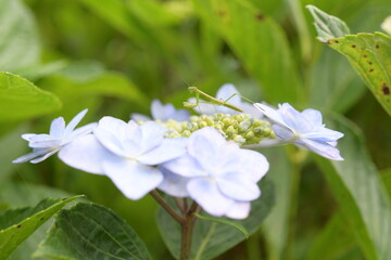紫陽花とカマキリ