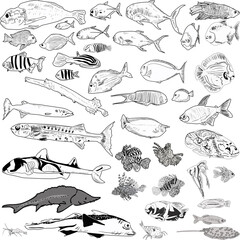 fourty grey outlines of fishes