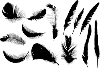 thirteen feather silhouettes isolated on white