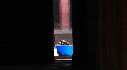laundry bucket