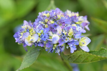 アジサイの花