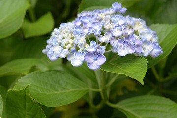 アジサイの花