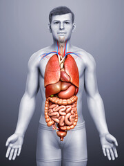3d rendered medically accurate illustration of male  Internal organs