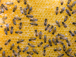 Busy Bees, Close Up View Of The Working Bees On Honeycomb.