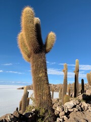 Millennial cactus in the island Incahuasi, Salar de Uyuni, Bolivia