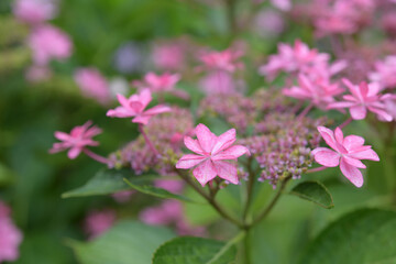 ピンク色の紫陽花