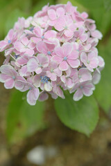ピンク色の紫陽花