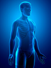 3d rendered illustration of the male body
