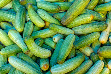 Heap of fresh harvested green cucumber for sale in market.close up and top view.